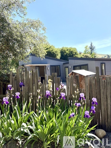 A garden with purple flowers in front of a wooden fence and houses.