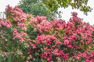 Huntersville Apartments 300 Hunters Road Huntersville Nc Rentcafe