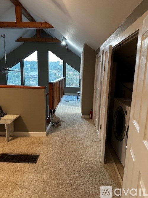 A dog is standing in the doorway of a room with a washing machine.