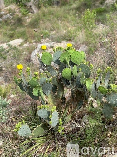 A cactus with yellow flowers in a natural environment.