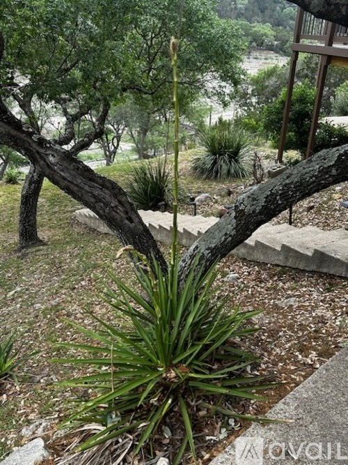 A plant with long leaves growing in a garden.