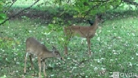 Two deer grazing in a field of flowers.