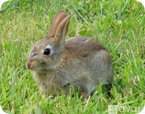 A small brown rabbit with long ears is sitting in the grass.