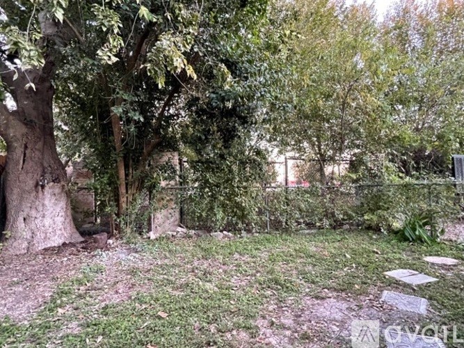 A large tree in a grassy area with a few scattered stones.