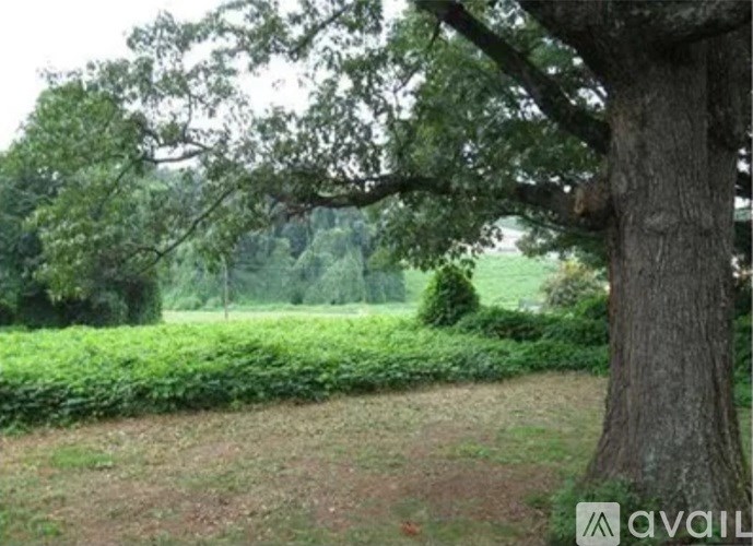 A large tree stands in the middle of a grassy area.