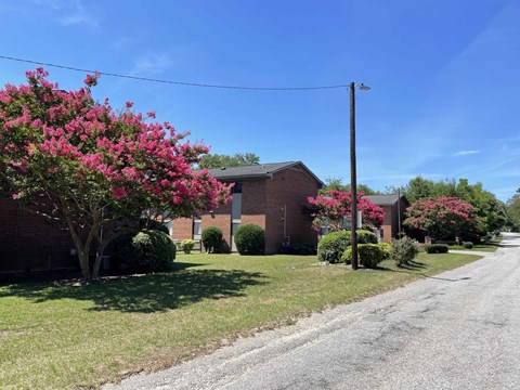 A street with a house and a tree with pink flowers.