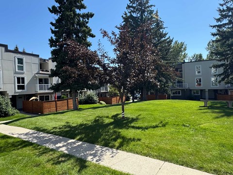 A tree with red leaves stands in a grassy area in front of apartment buildings.