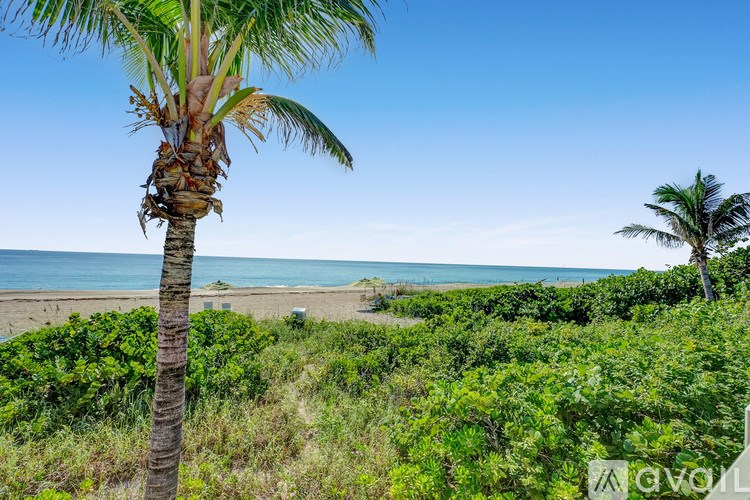 A palm tree stands in a field of greenery with a beach in the distance.