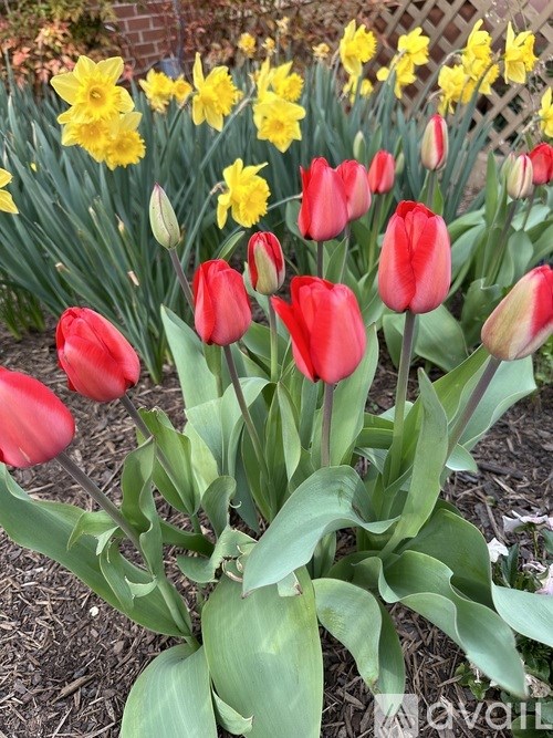 A garden with red tulips in the foreground and yellow daffodils in the background.