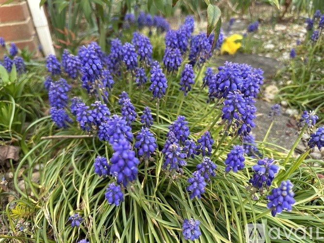 A cluster of purple flowers with green leaves in the background.