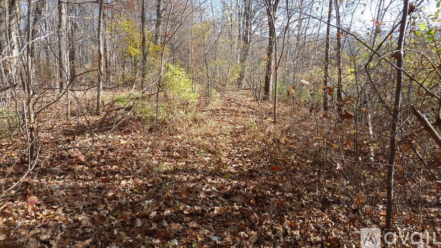 A forest with a ground covered in leaves.