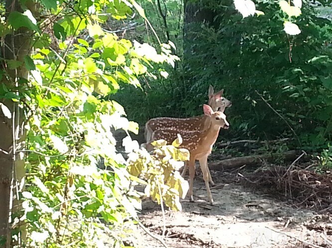 A deer is standing in the sunlight in a forest.