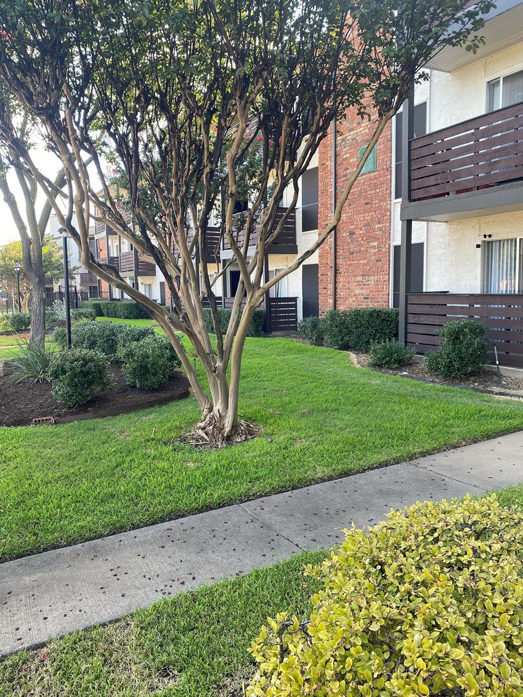 A tree in a grassy area in front of a building.