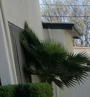 4219-4225 Leimert Blvd Leimert Park Apartment Homes - Photo Gallery 5