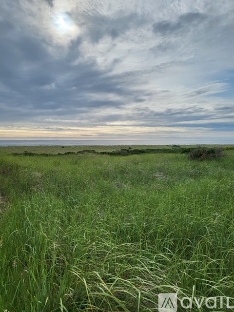 A field of tall grass under a cloudy sky.