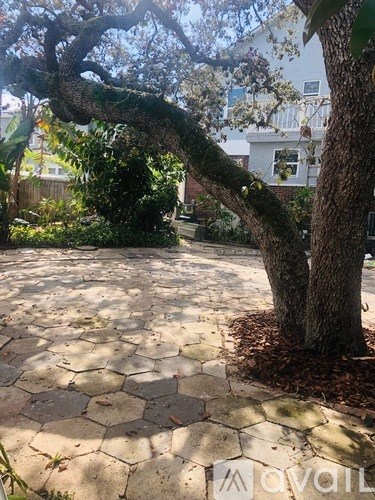 A tree with a twisted trunk and branches is in the foreground of a sunny courtyard.