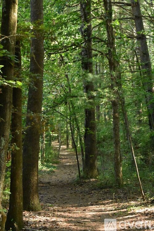 A forest path with green trees on either side.