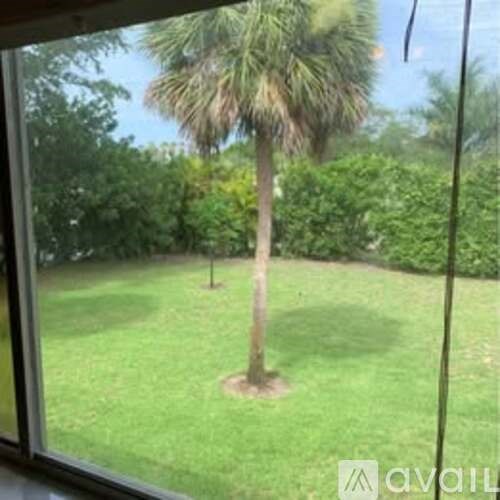A palm tree stands in a grassy yard.