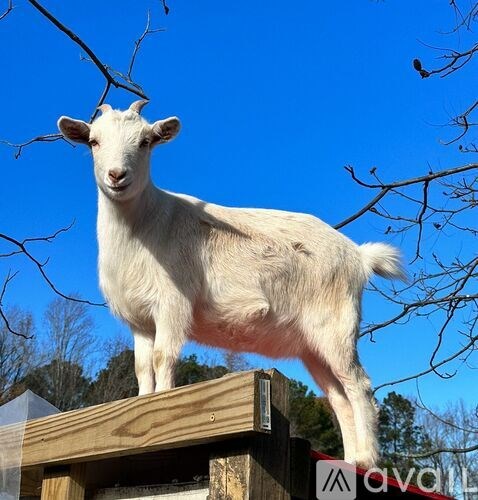 A white goat standing on a wooden structure.