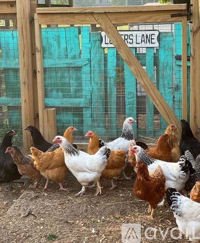 A group of chickens are standing in a coop.