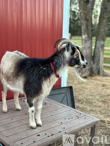 A black and white goat with long horns standing on a wooden platform.