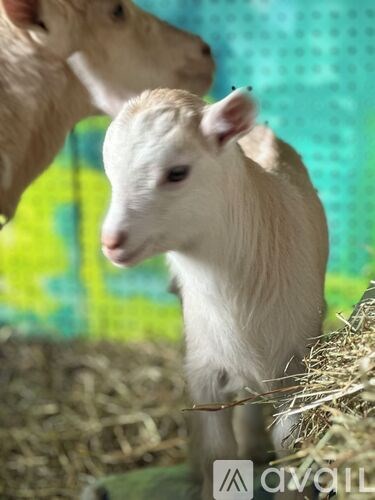 A baby goat is standing in front of a hay bale.