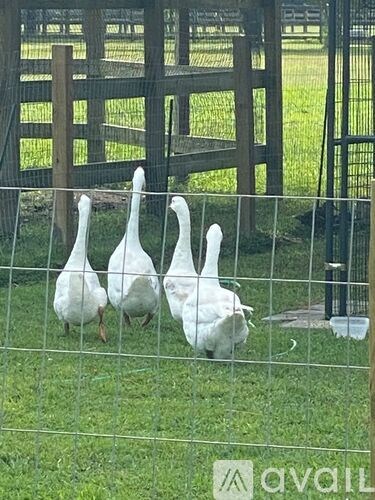Four white geese are standing in a fenced area.