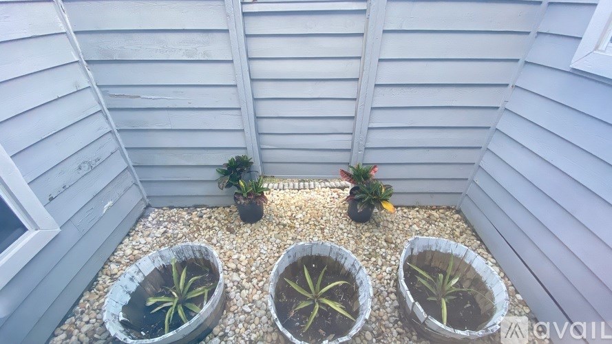 Four potted plants sit on a gravel-covered ground.