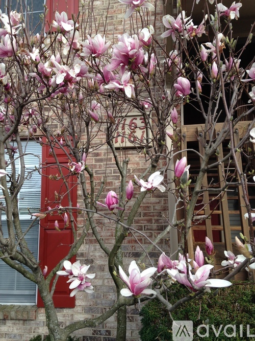 A tree with pink flowers in front of a red door.