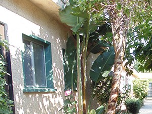 an alley with plants and trees next to a building