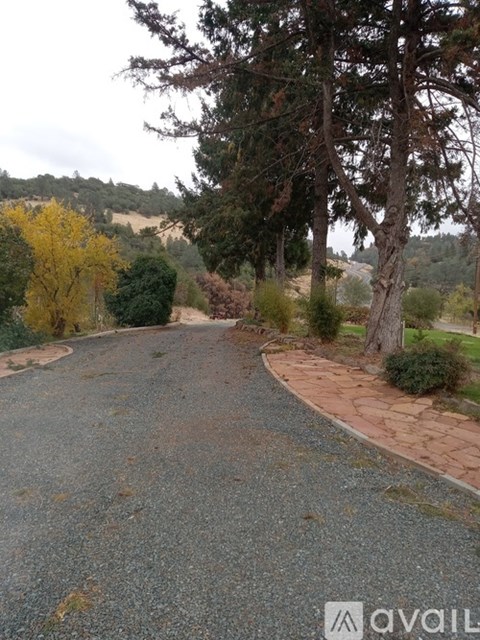 A gravel road with trees on both sides.