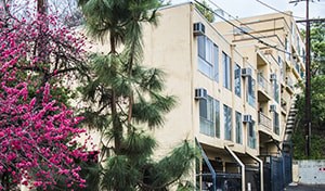 A building with a tree with pink flowers in front of it.