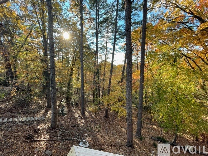 A forest with a sun shining through the trees.