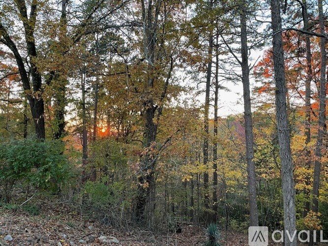 A forest with trees and leaves in autumn colors.