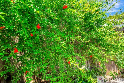 A bush with red flowers is in the foreground.