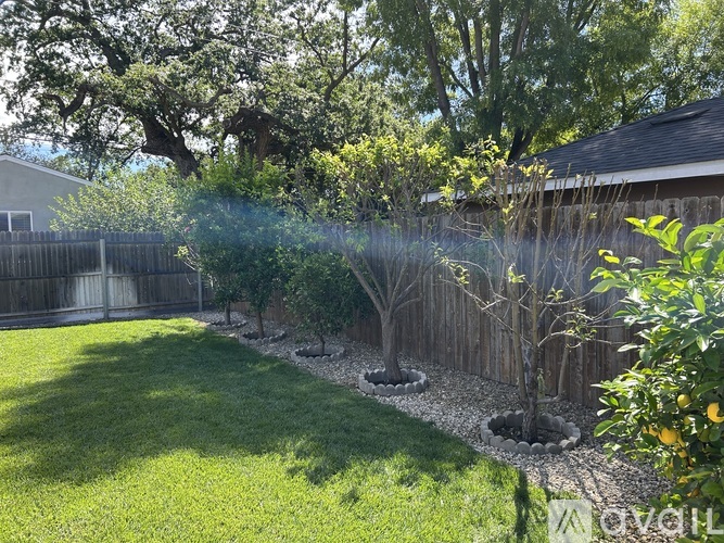 A backyard with a fence, trees, and a lemon tree.