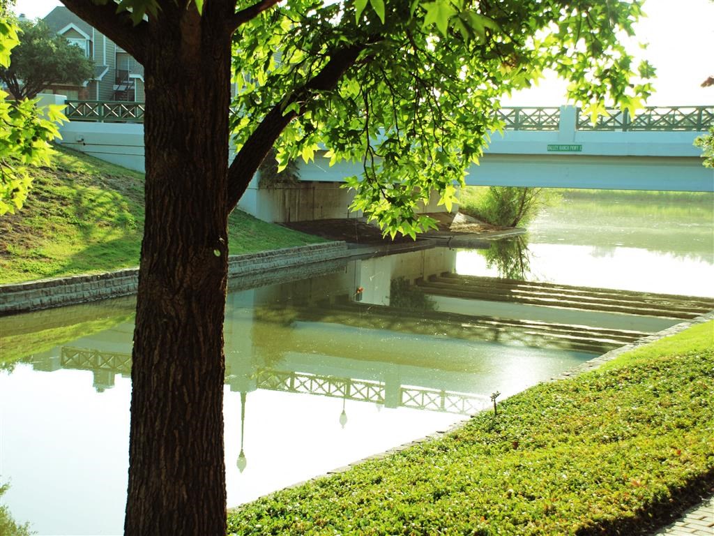 a tree next to a body of water under a bridge