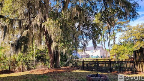 A tree with Spanish moss hanging from it's branches.