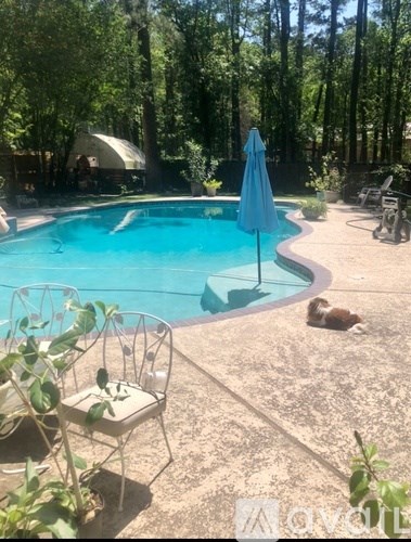 A dog is lying on the ground near a pool.