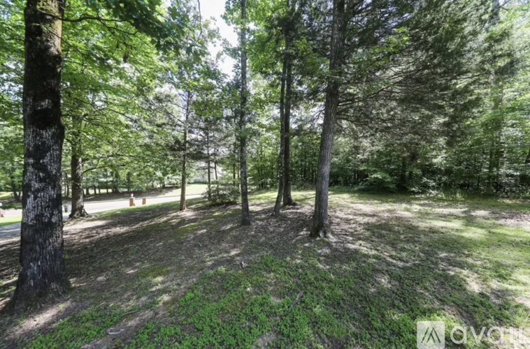 A forest with green trees and a grassy ground.