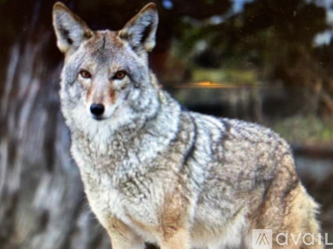 A coyote stands in front of a tree.