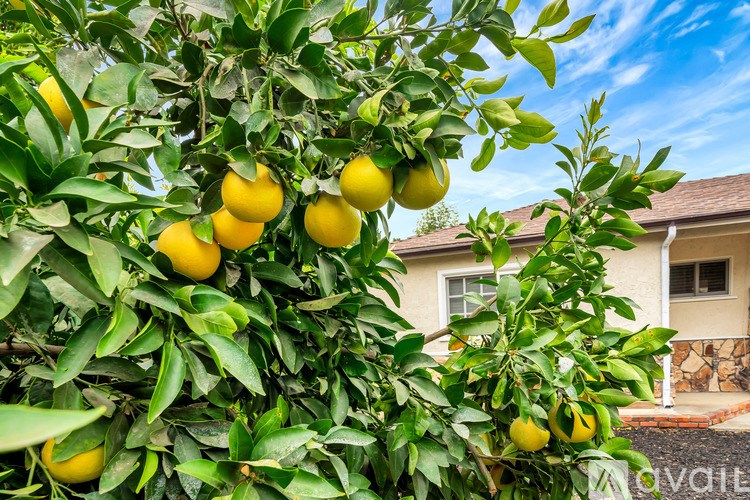 A lemon tree in front of a house.