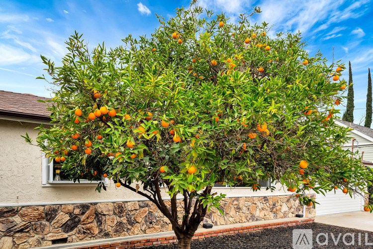 A tree with oranges growing on it in front of a house.