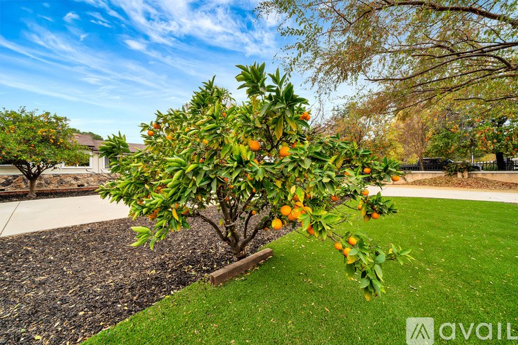 A tree with oranges growing on it is in the foreground of a grassy area.