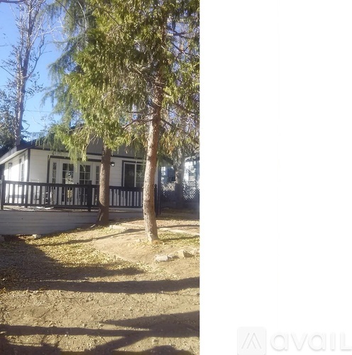 A tree stands in front of a white building with a black fence.