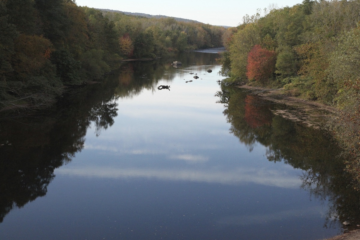 a river with trees on both sides and a bird in the water