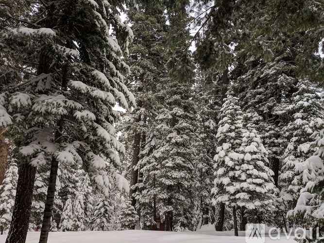 A forest of trees covered in snow.