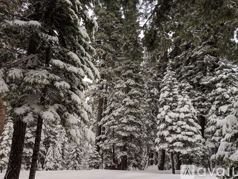 A forest of trees covered in snow.