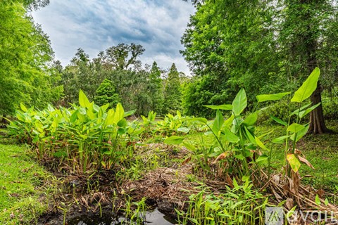 A small pond in a lush green forest.