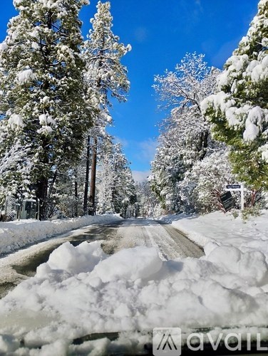 A snowy road with trees on both sides.